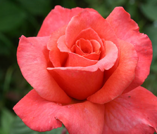 Роза Sandringham Centenary (Сандрингем Сантинэри)