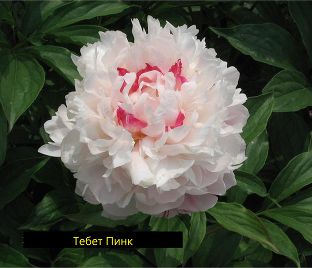 Пион травянистый Тебет Пинк (Tebet Pink)