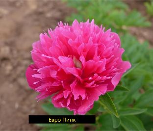 Пион травянистый Евро Пинк (Euro Pink)