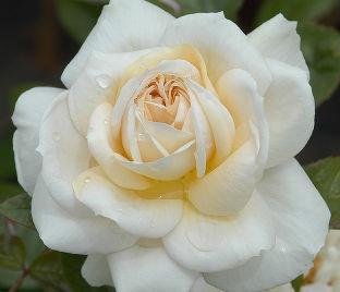 Роза Lions-Rose (Леонс Роуз) — фото 1
