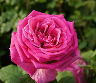 Роза Duftrausch (Дуфтрауш)