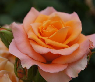 Роза Aprikola (Априкола) — фото 1