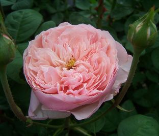 Роза The Alnwick Rose (Алнвик Роуз)