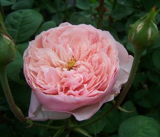 Роза The Alnwick Rose (Алнвик Роуз) — фото 1