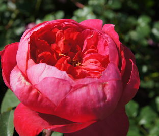 Роза Benjamin Britten (Бенджамин Бриттен) — фото 1