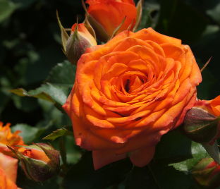 Роза Orange Symphonie (Оранж Симфони) — фото 1