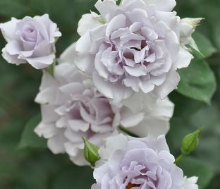 Роза Misty purple (Мисти перпл) — фото 1