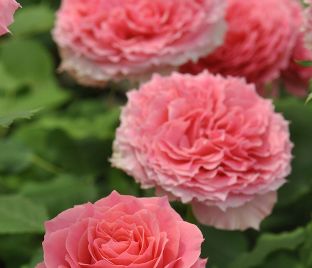 Роза Rose Corona (Роуз Корона) — фото 1