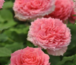 Роза Rose Corona (Роуз Корона)