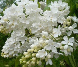 Сирень "Агидель" / Syringa vulgaris "Agidel"