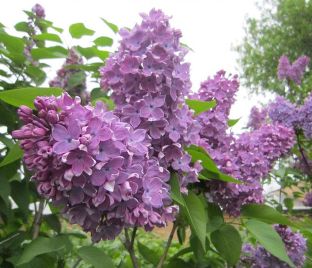 Сирень "Адмирал Фаррагут" / Syringa vulgaris "Admiral Farragut"