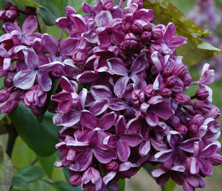 Сирень "Алилуйя" / Syringa vulgaris "Hallelujah"