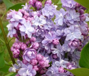 Сирень "Виктор Лемуан" / Syringa vulgaris "Victor Lemoine"