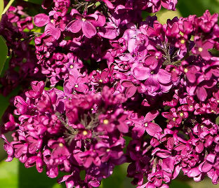 Сирень "Вулкан" / Syringa vulgaris "Volcan"