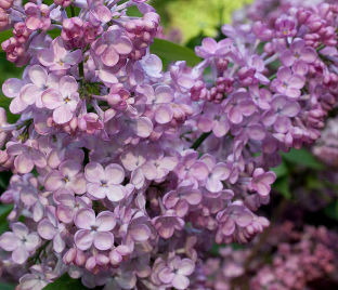Сирень "Гианцинтенфлидер" / Syringa vulgaris "Hyazinthenflieder"