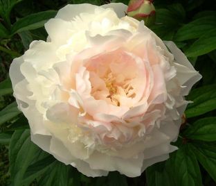 Пион травянистый Роз Мари (Rose Marie)