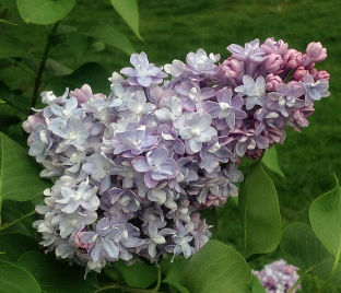 Сирень "Ипполит Маринже" / Syringa vulgaris "Hippolyte Maringer"