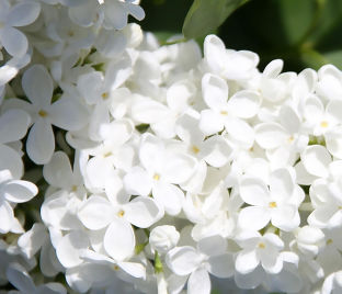Сирень "Кандер" / Syringa vulgaris "Candeur"
