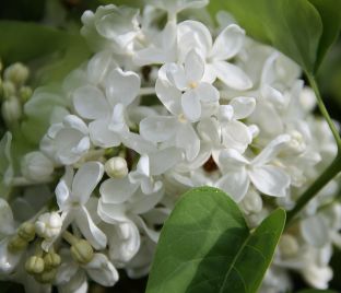 Сирень "Кенигин Луиз" / Syringa vulgaris "Königin Luise"