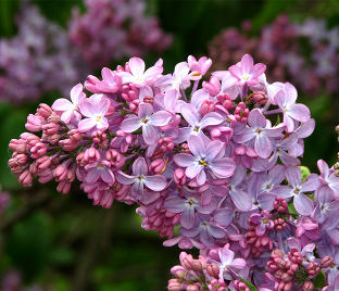 Сирень "Константин Заслонов" / Syringa vulgaris "Konstantin Zaslonov"