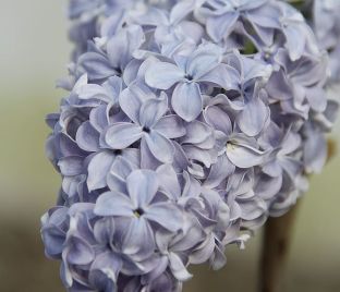 Сирень "Кэрп Диэм" / Syringa vulgaris "Carpe Diem"
