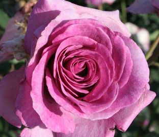 Роза Violette Parfume (Вайолет Парфюм)