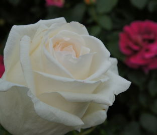 Роза White Christmas (Уайт Кристмас) — фото 1