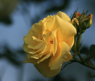 Роза Goldener Olymp (Голденер Олимп) — фото 1