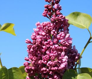 Сирень "Массена" / Syringa vulgaris "Massena"