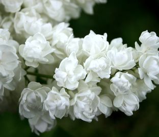 Сирень "Память о Колесникове" / Syringa vulgaris "Pamyat' o Kolesnikove"