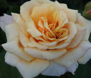 Роза Caramella (Карамелла) — фото 1