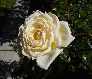 Роза Catalina (Каталина) — фото 1