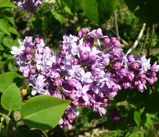 Сирень "Тадеуш Косцюшко" / Syringa vulgaris "Tadeusz Kosciousko"