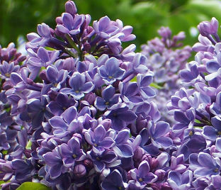 Сирень "Флауэр сити" / Syringa vulgaris "Flower City"