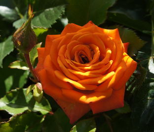 Роза Orange Sensation (Оранж Сенсейшн) 