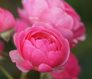 Роза Pomponella (Помпонелла) — фото 1