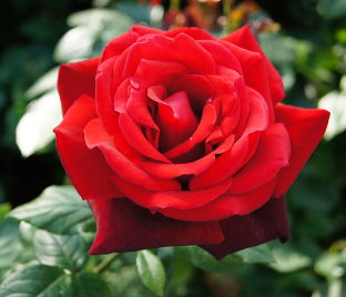 Роза Red Queen (Ред Куин)  — фото 1
