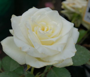Роза Advance (Эдванс)  — фото 1