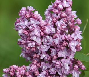 Сирень "Эдди Тишлер" / Syringa vulgaris "Addie Tischler"