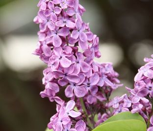 Сирень "Эдмон Буассе" / Syringa vulgaris "Edmond Boissier"