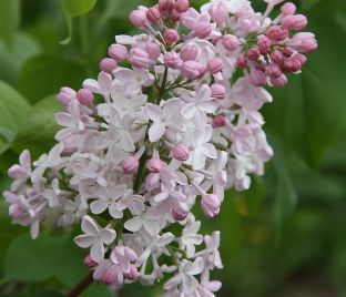 Сирень "Невеста" / Syringa hyacinthiflora "Nevesta"