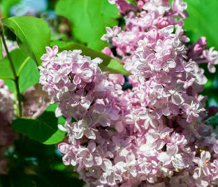 Сирень "Рованкрофт" / Syringa hyacinthiflora "Rowancroft Pink"