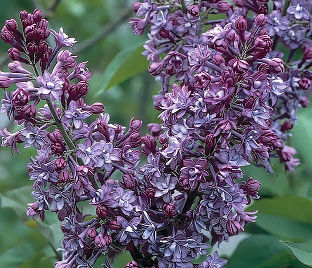 Сирень "Роял Перпл" / Syringa hyacinthiflora "Royal Purple"