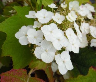 Гортензия гибридная Теннеси Клон / Hydrangea quercifolia Tennessee Clone — фото 1