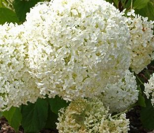 Гортензия древовидная Баунти / Hydrangea arborescens arb. Bounty — фото 1