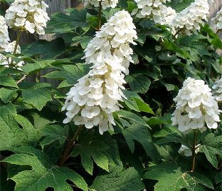 Гортензия дуболистная Айс Кристал / Hydrangea quercifolia Ice Crystal