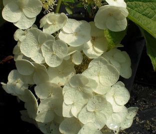 Гортензия дуболистная Апплауз / Hydrangea quercifolia Applause — фото 1