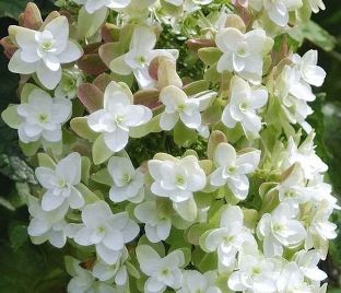 Гортензия дуболистная Блек порч / Hydrangea quercifolia Black Porch — фото 1