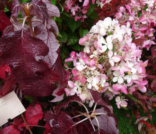 Гортензия дуболистная Бургунди / Hydrangea quercifolia Burgundy — фото 1