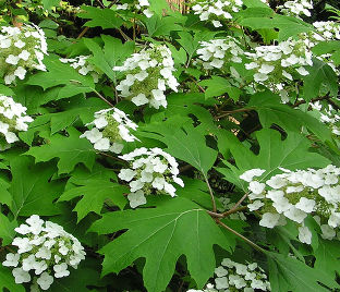 Гортензия дуболистная Пи Ви / Hydrangea quercifolia Pee Wee